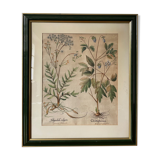 Botanical plate of L'Hortus Eystettensis