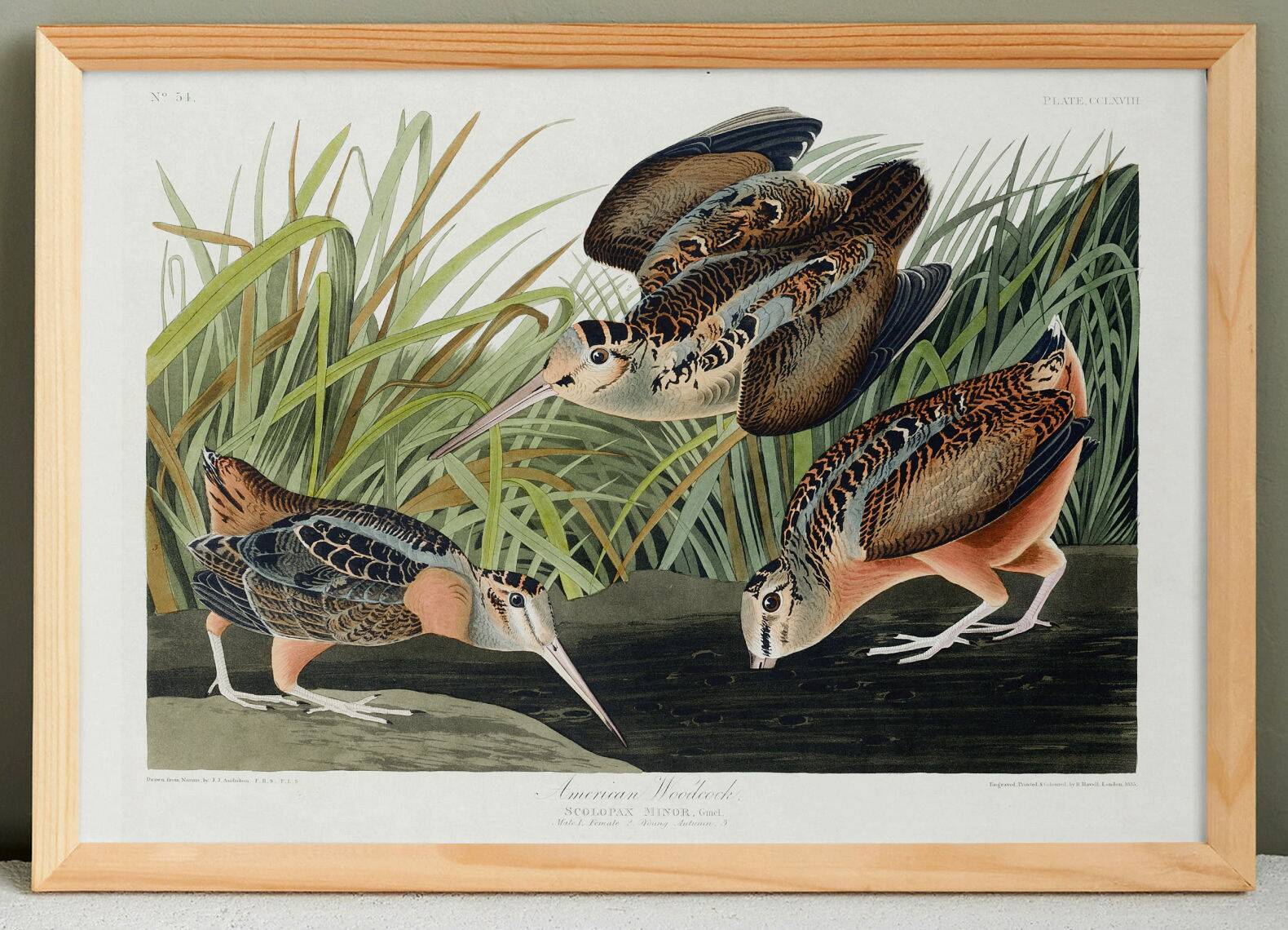 Affiche sur la Bécasse d’Amérique, d’après une gravure ancienne de 1827.