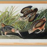 Affiche sur la Bécasse d’Amérique, d’après une gravure ancienne de 1827.