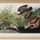 Poster about the American Woodcock, based on an old engraving from 1827.
