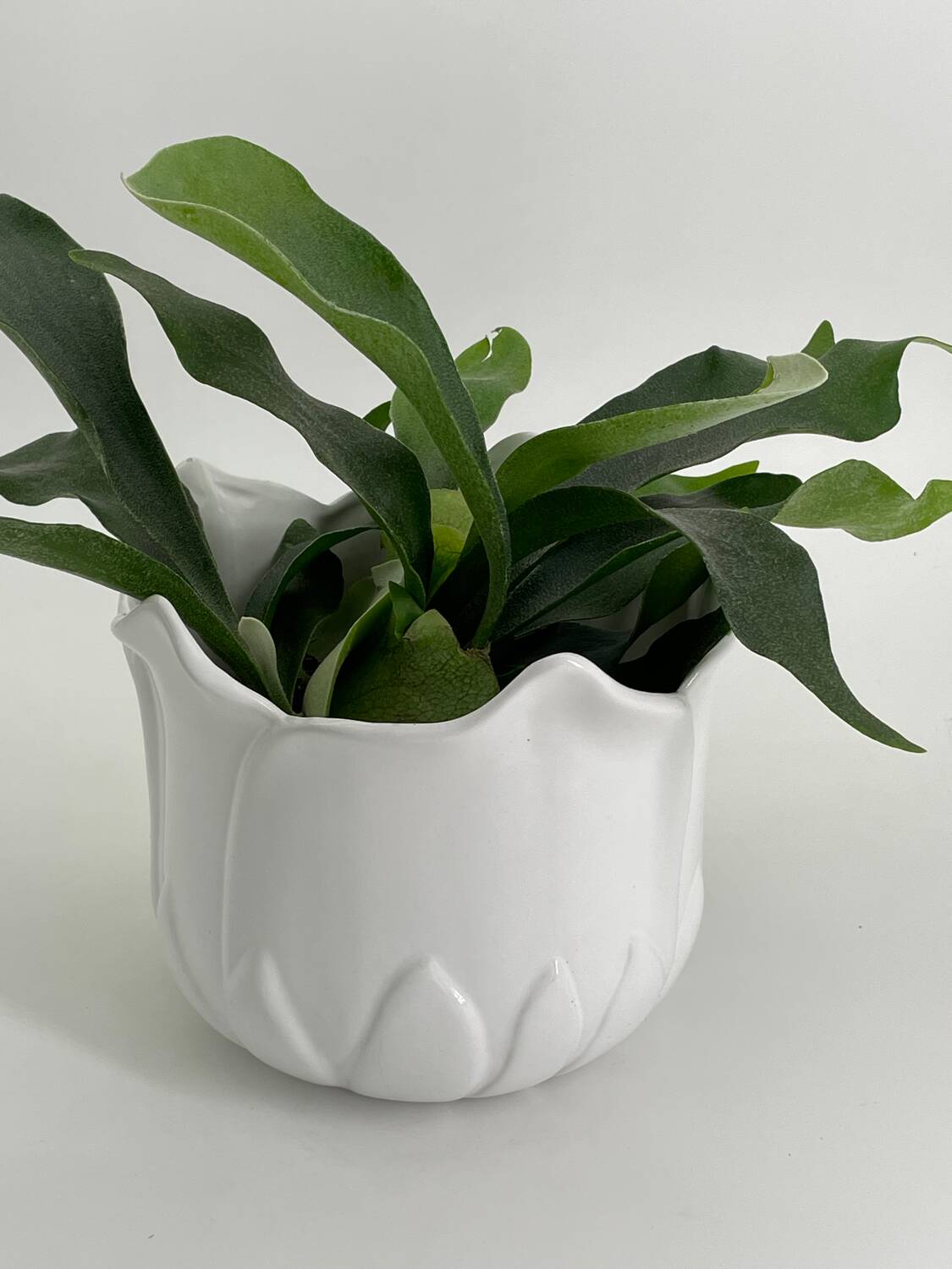 Vintage white porcelain tulip-shaped pot holder