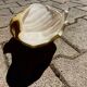 Ceramic shell