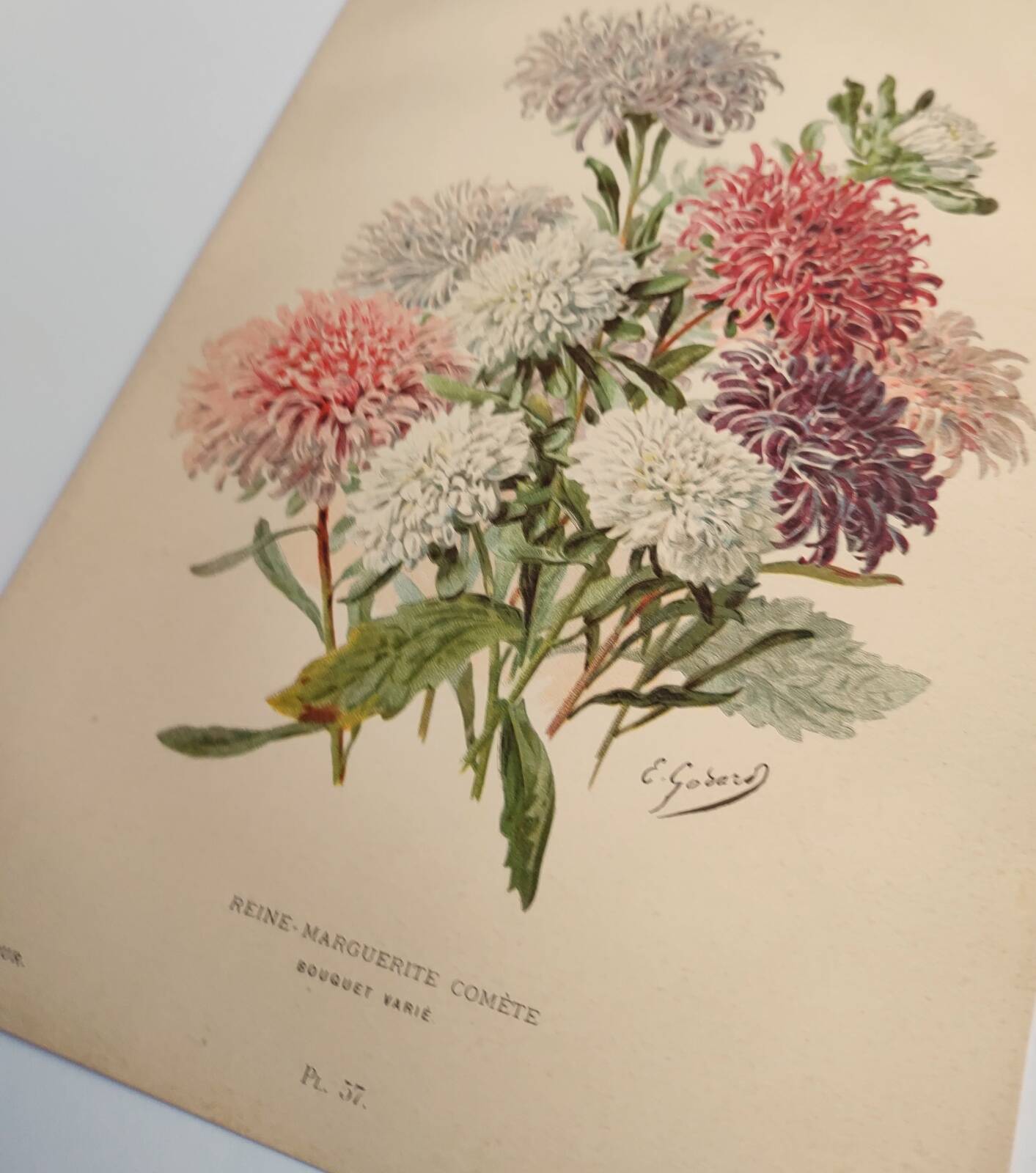 Botanical engraving from 1897 - Reine-Marguerite Comète - old original flower plate by E.Godart