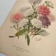 Botanical engraving from 1897 - Reine-Marguerite Comète - old original flower plate by E.Godart