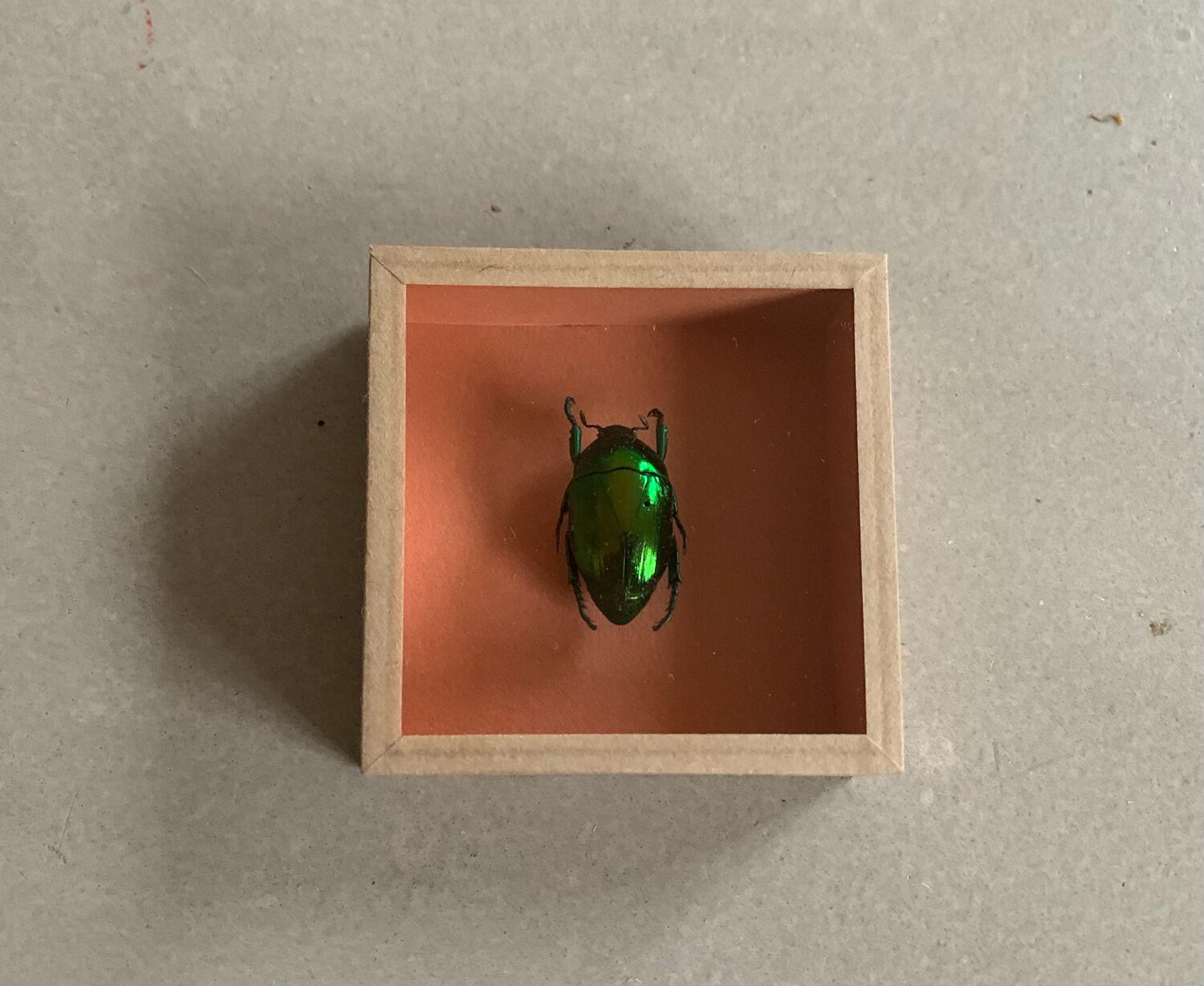 Scrabée naturalisé sous verre