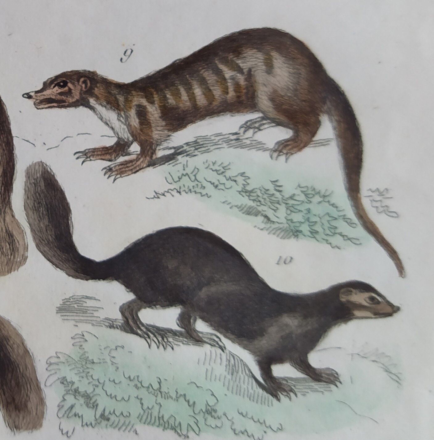 Original zoological plate " Kinkajou - Chinche - Coasse - &c... " Buffon (1836)