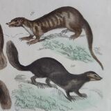 Original zoological plate " Kinkajou - Chinche - Coasse - &c... " Buffon (1836)
