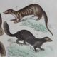 Original zoological plate " Kinkajou - Chinche - Coasse - &c... " Buffon (1836)
