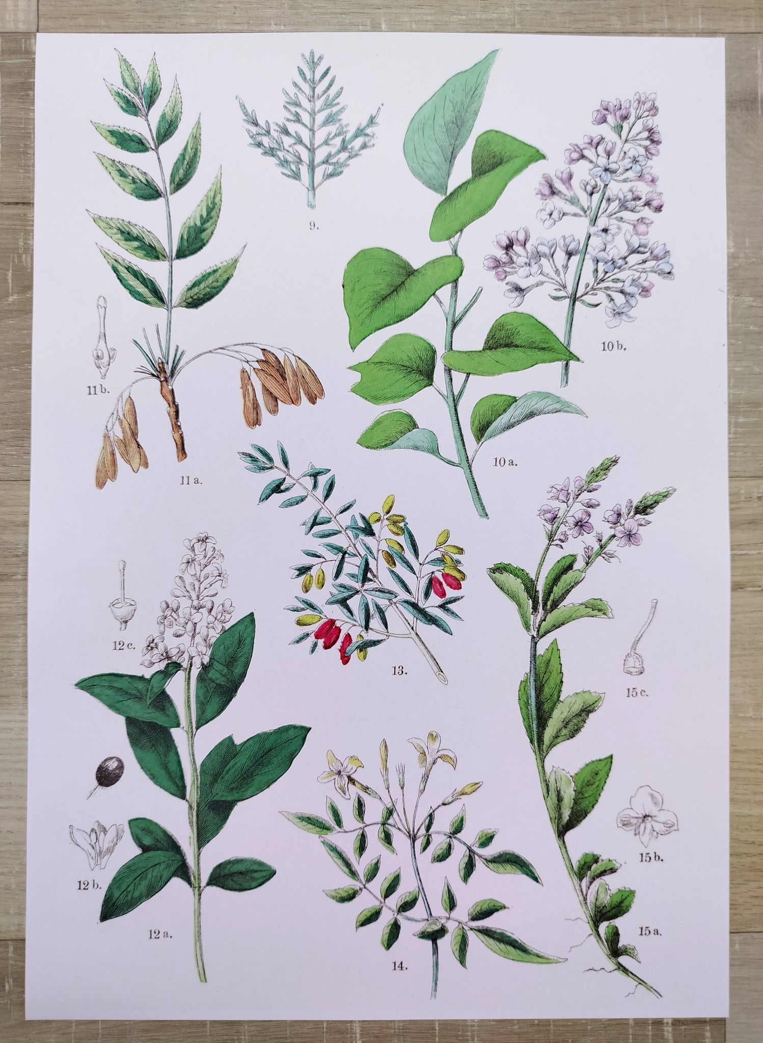 Affiche sur les plantes d'après une gravure de 1881 "salicorne"