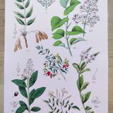 Plant poster based on an 1881 engraving "samphire"