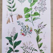 Affiche sur les plantes d'après une gravure de 1881 "salicorne"