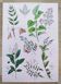 Plant poster based on an 1881 engraving "samphire"