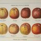 Old engraving 1923, Cider apple, variety, fruit • Lithograph, Original plate