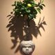 Planter from italy