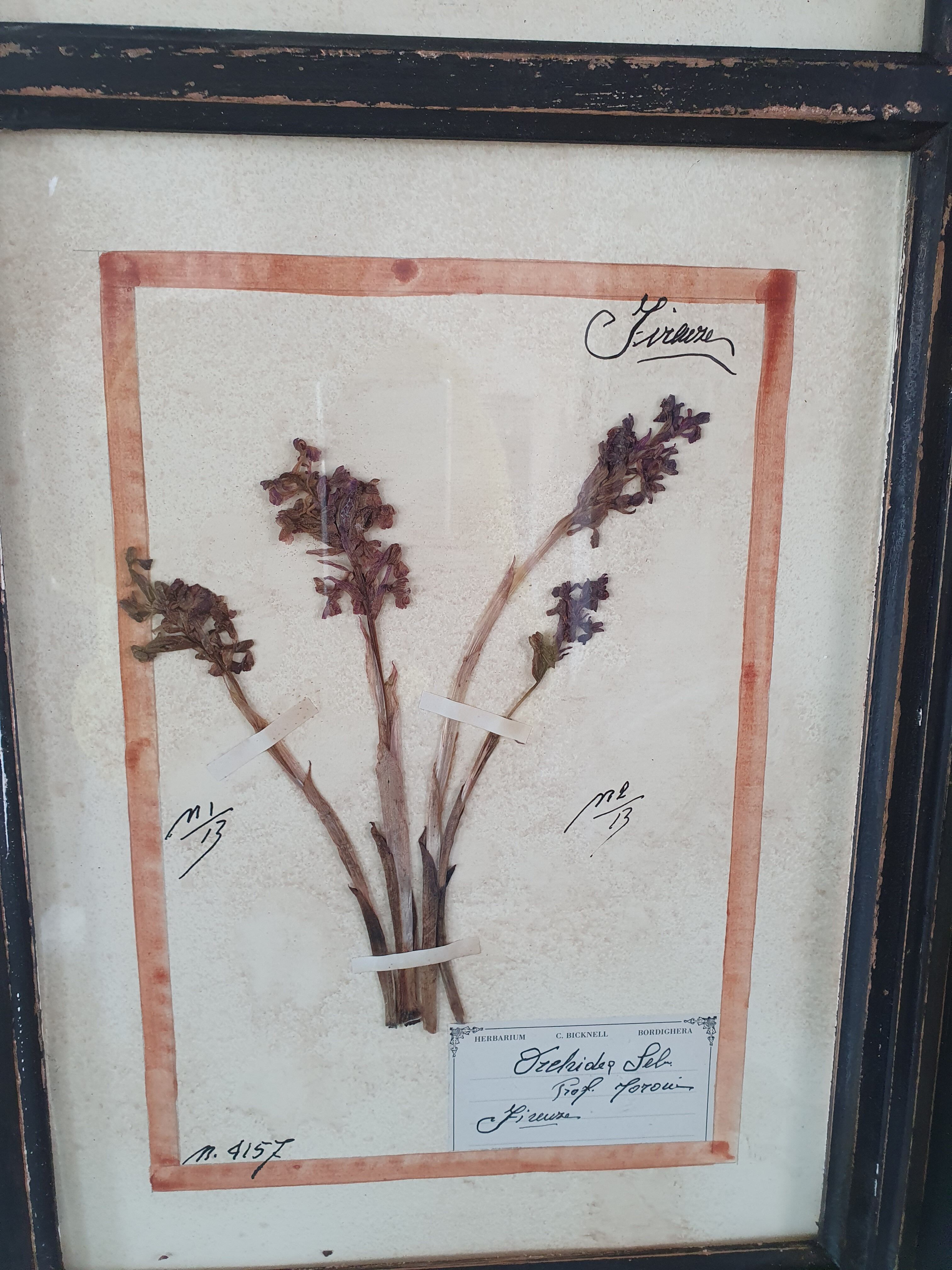 Herbarium frame