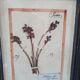Herbarium frame