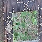 Ancient brutalist oriental wooden mirror 23x53cm