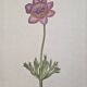 La Roche Laffitte (Born in 1943) - Watercolour drawing on silk - Anemone