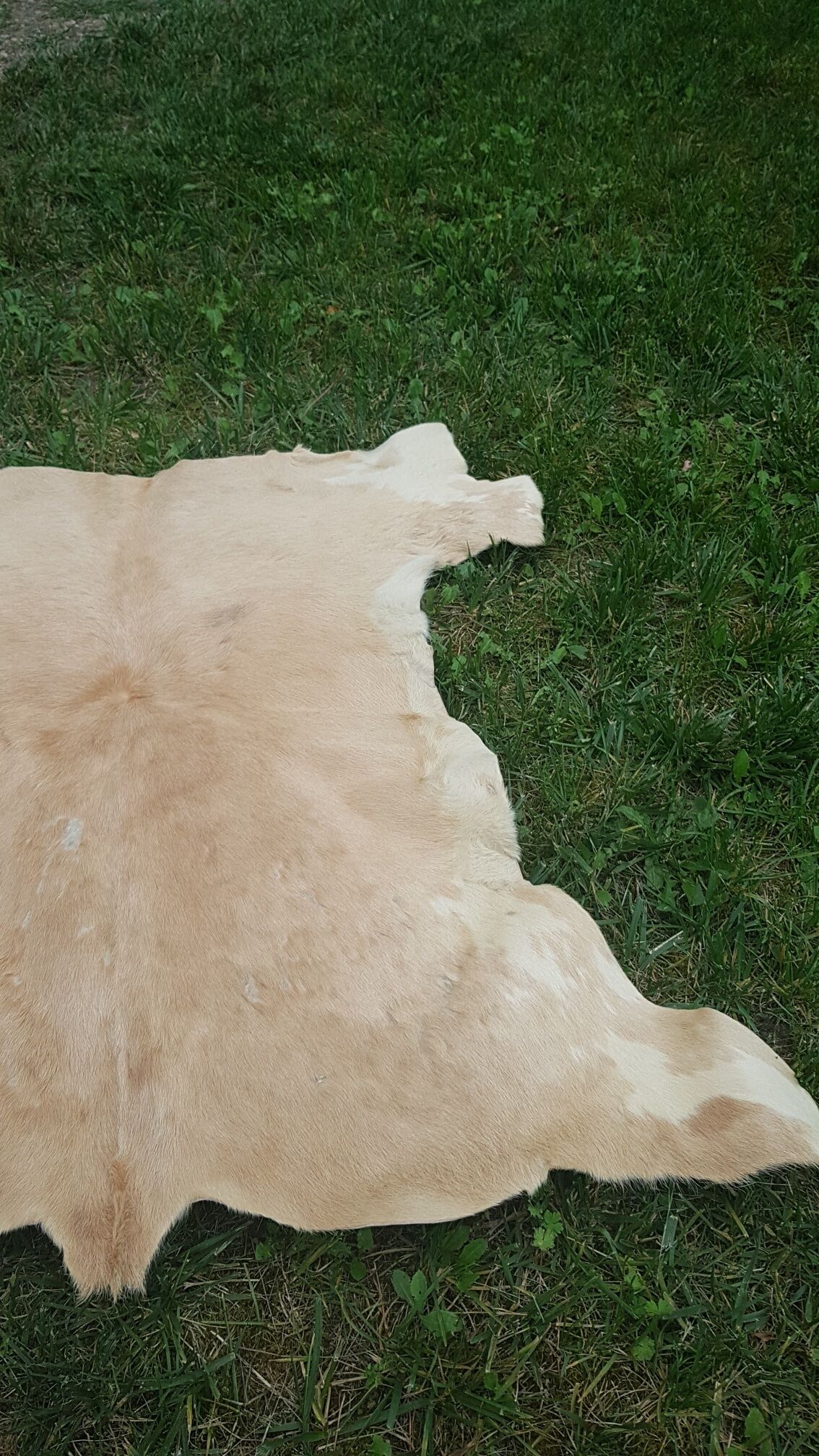 Tanned goat skin, 1970s