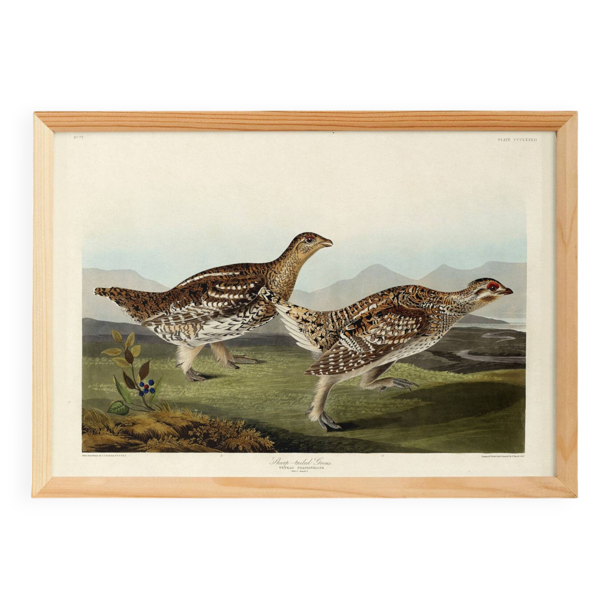 Poster about the Sharp-tailed Grouse, based on an old engraving from 1827.