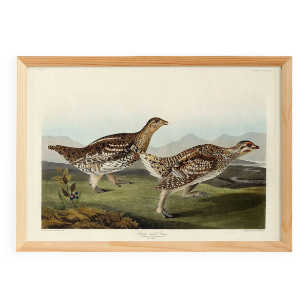 Affiche sur le Tétras à queue fine, d’après une gravure ancienne de 1827.