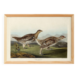 Poster about the Sharp-tailed Grouse, based on an old engraving from 1827.