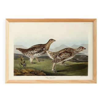 Poster about the Sharp-tailed Grouse, based on an old engraving from 1827.