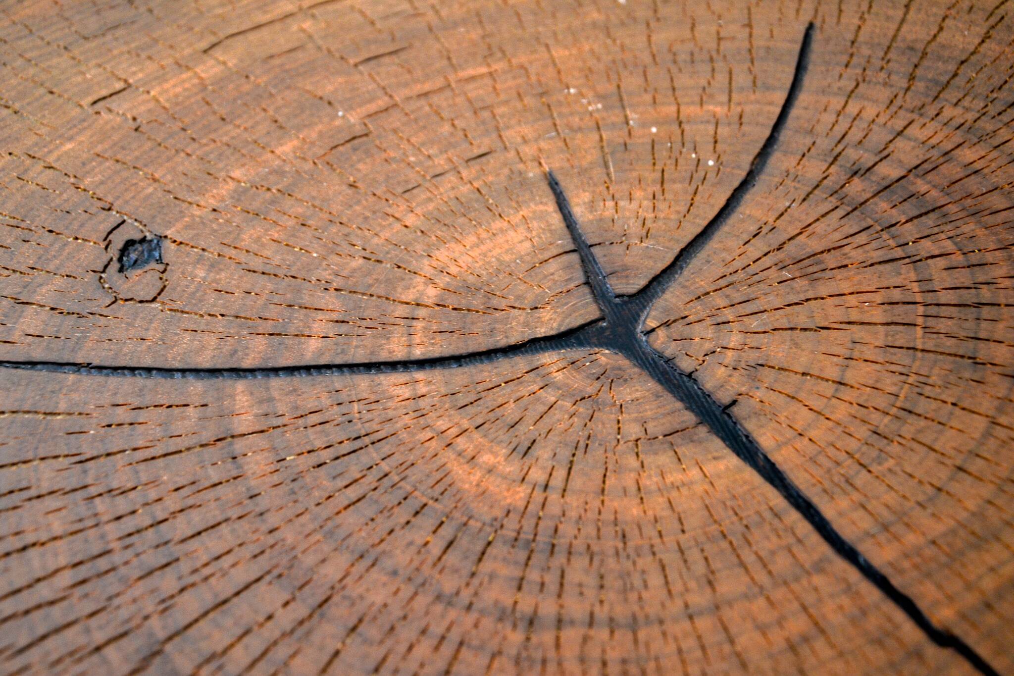 Round wooden coffee table walnut trunk