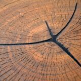 Round wooden coffee table walnut trunk
