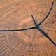 Table basse bois ronde tronc noyer