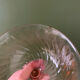Coupe champagne Rosaline