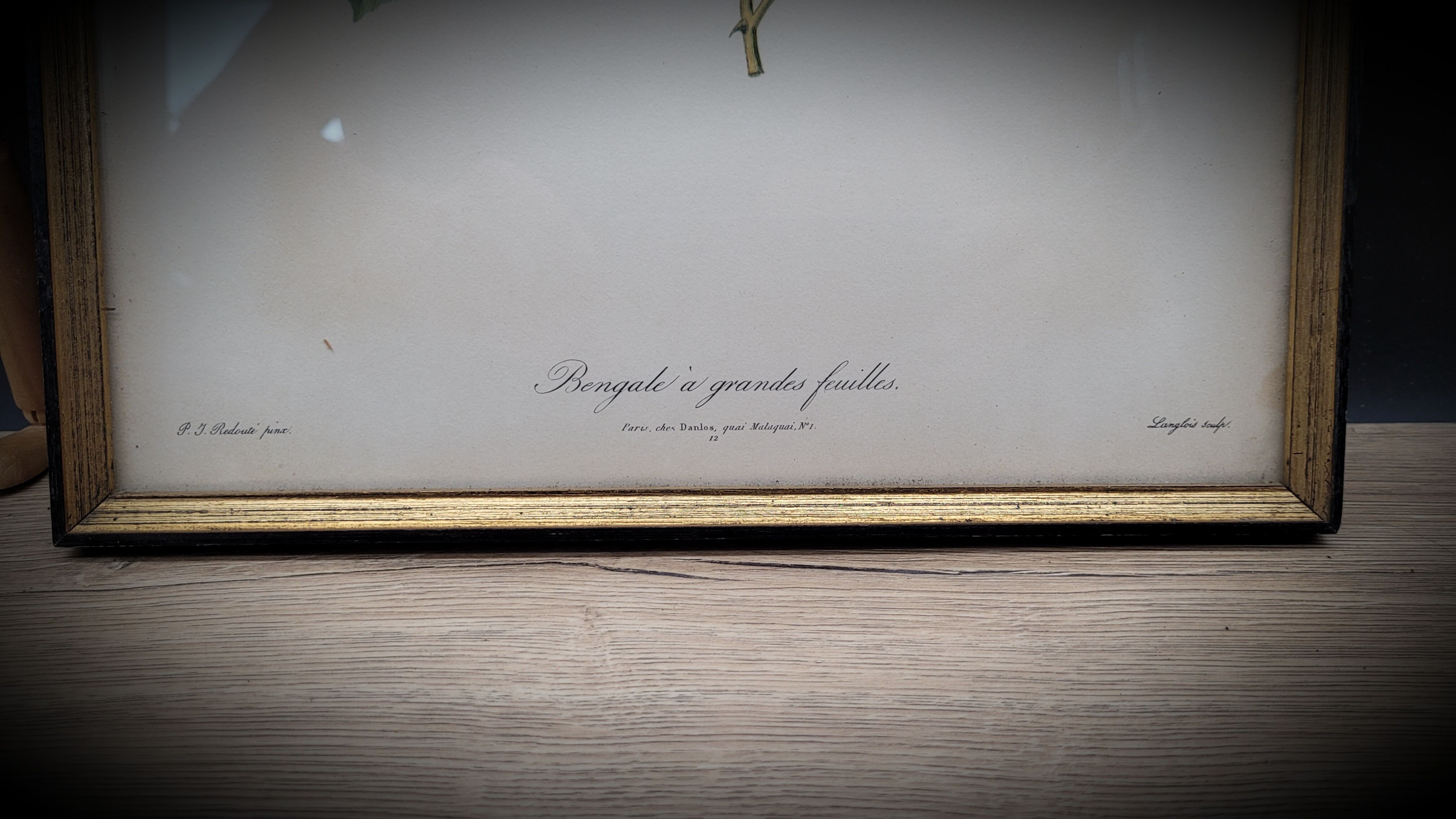 Lithograph Bengal Rose with large leaves