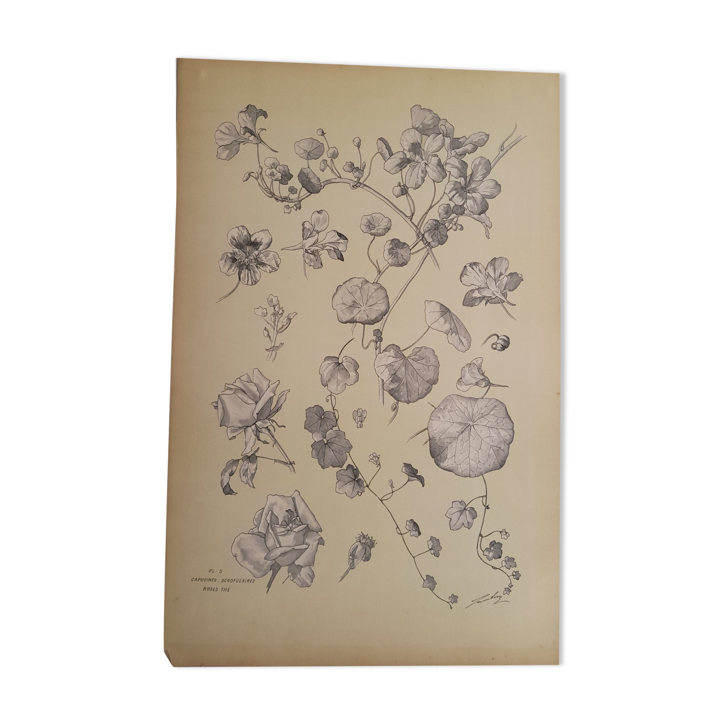 Botanical plate