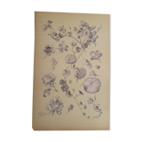 Botanical plate