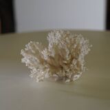 White coral