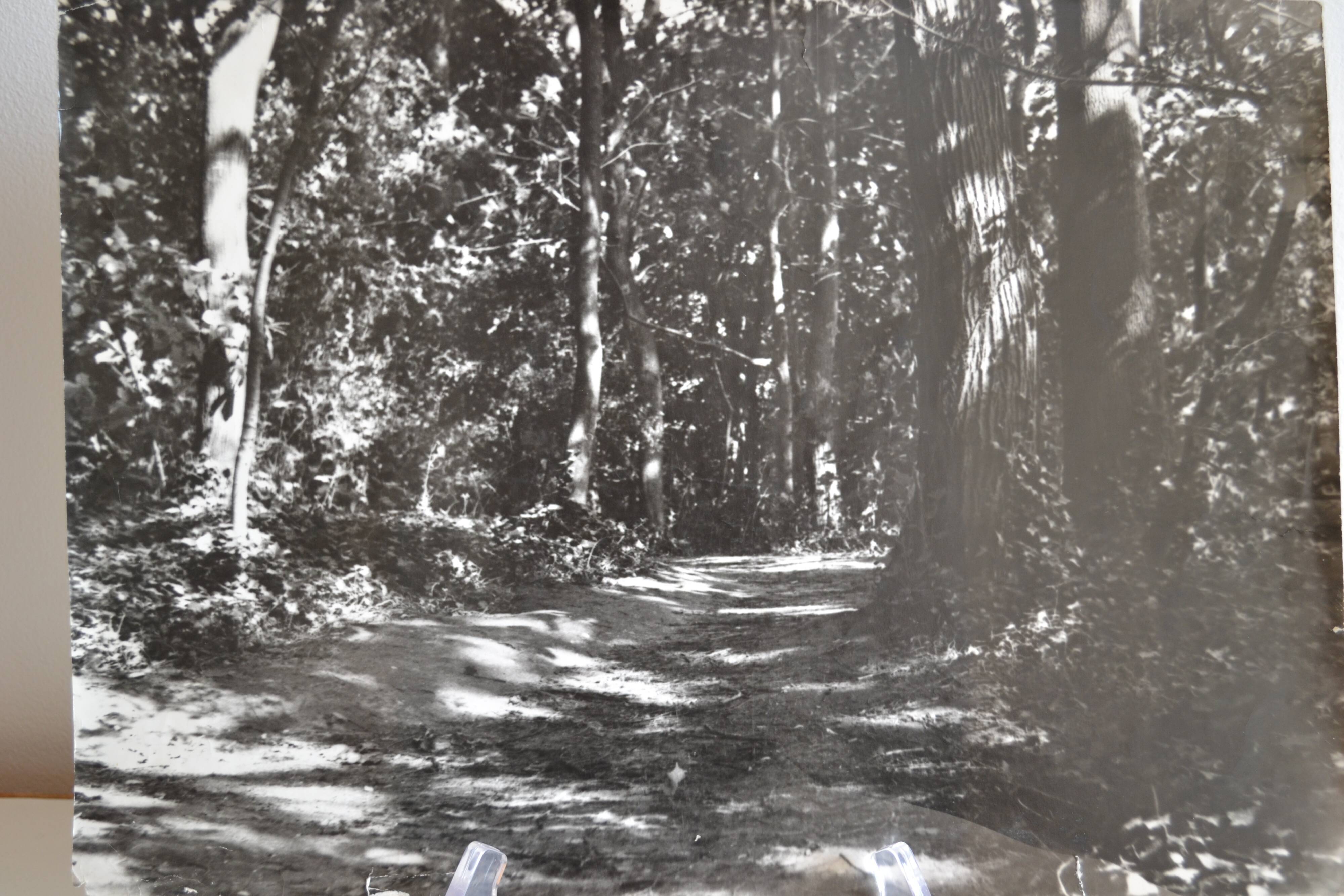 Anonymous film photo forest circa 1970