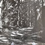 Anonymous film photo forest circa 1970