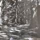 Anonymous film photo forest circa 1970