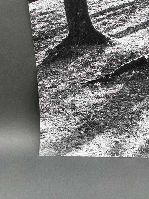 Photographie argentique Bernard Darot Lumière en sous-bois XXe