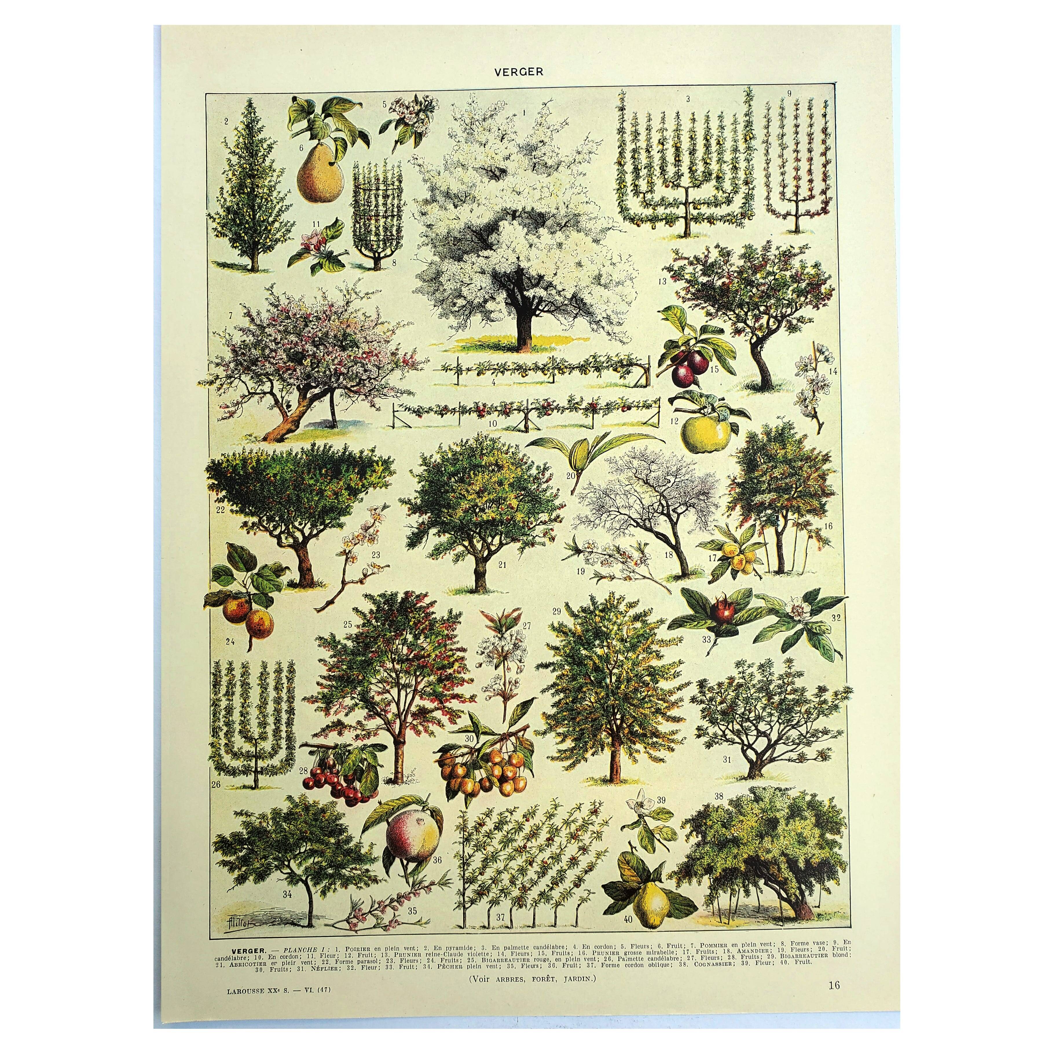 Planche botanique 1928 A. Millot - Verger, arbre fruitier, jardin, récolte