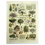 Planche botanique 1928 A. Millot - Verger, arbre fruitier, jardin, récolte