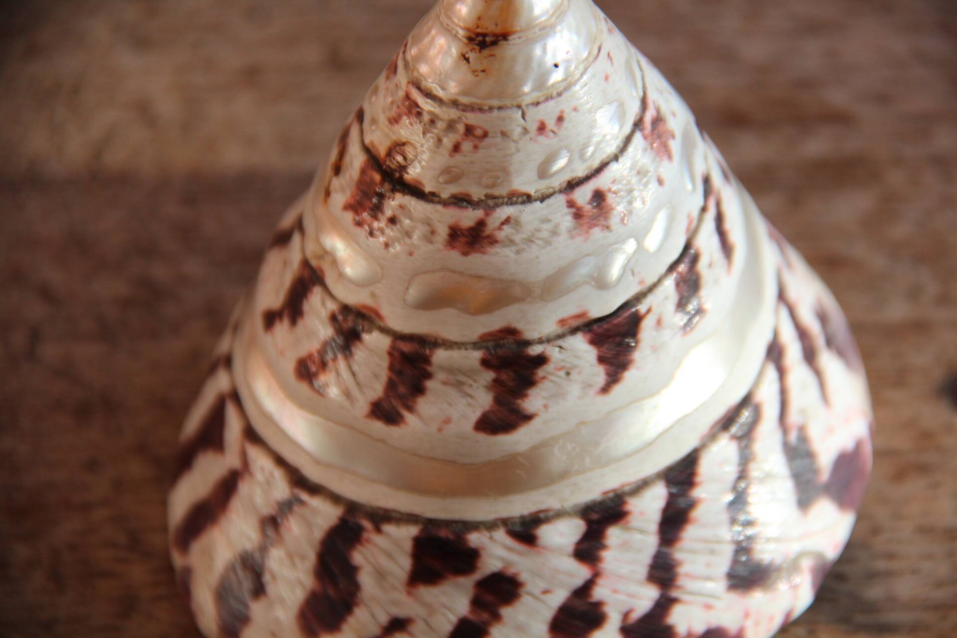 Trochus shell