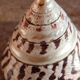 Trochus shell