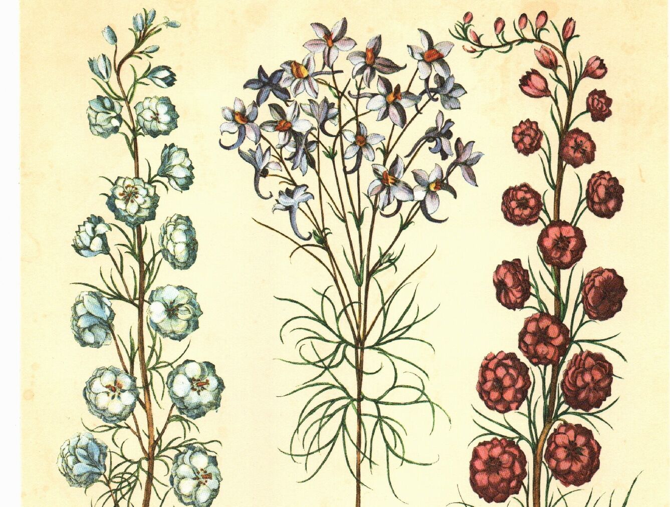 Old illustration 1959 - Maryland Spigelia. Botanical plate, flower.