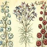 Old illustration 1959 - Maryland Spigelia. Botanical plate, flower.