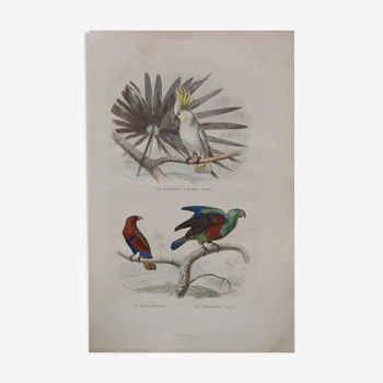 Lithographie gravure oiseaux exotiques vintage