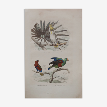 Lithography engraving vintage exotic birds