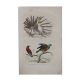 Lithography engraving vintage exotic birds