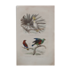 Lithography engraving vintage exotic birds
