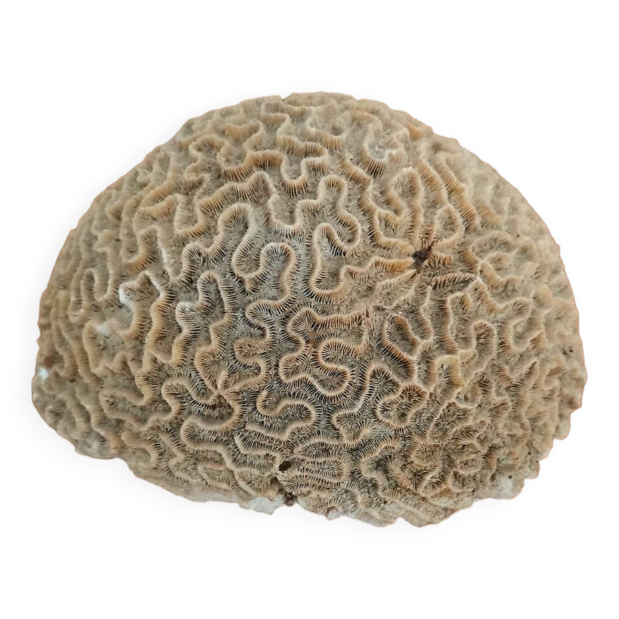 Brain coral